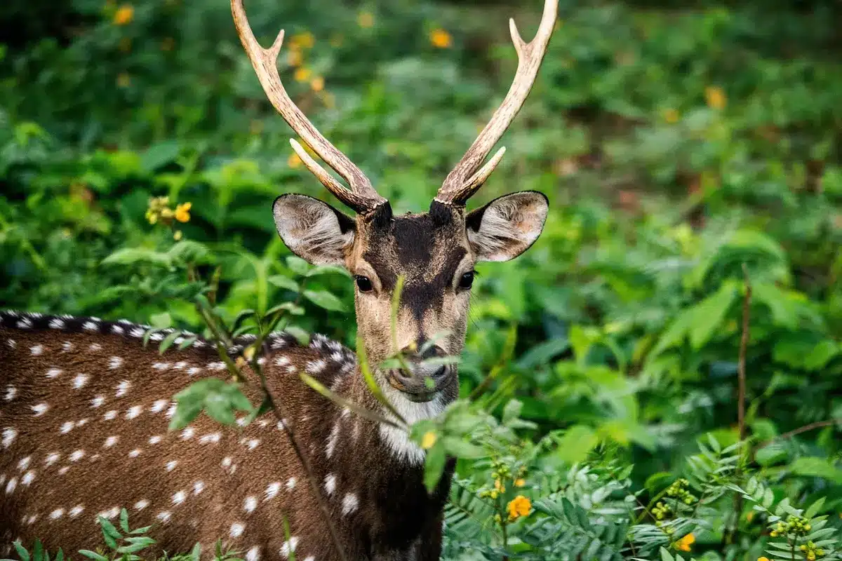 Sambar and chital deer in natural habitat, key prey species for Asiatic lions