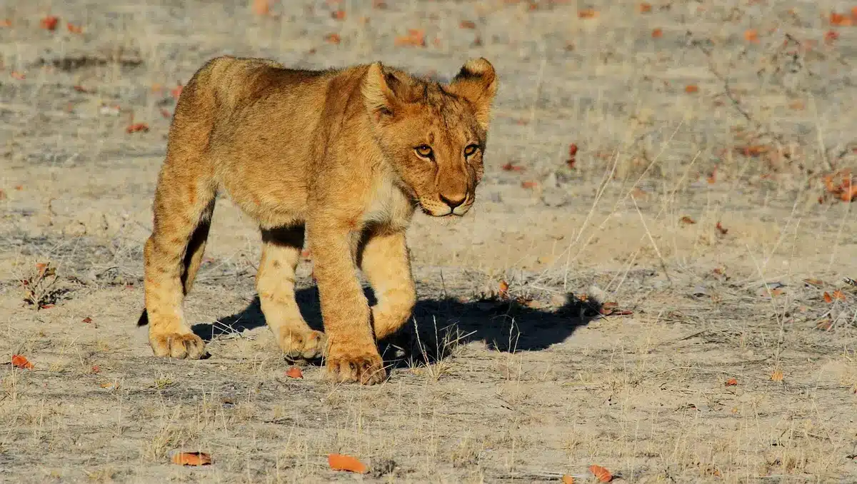 A lion in natural grassland habitat, symbolizing wildlife recovery and wilderness restoration