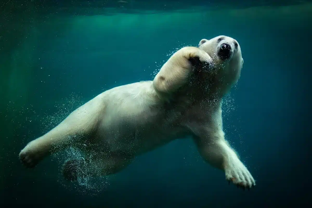Narwhal swimming in Arctic waters showing its characteristic long spiral tusk