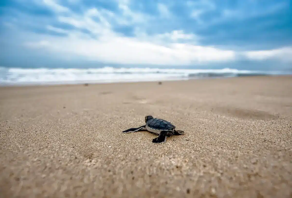 Kleine verwaaide zeeschildpad wordt gered op een koud strand