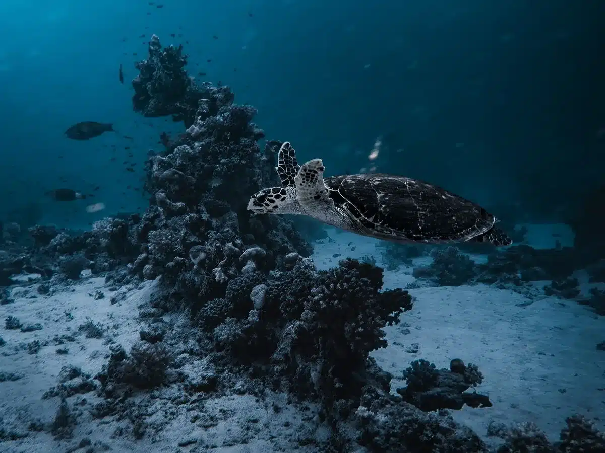 Sea turtle undergoing medical examination by veterinary hands in a rehabilitation facility