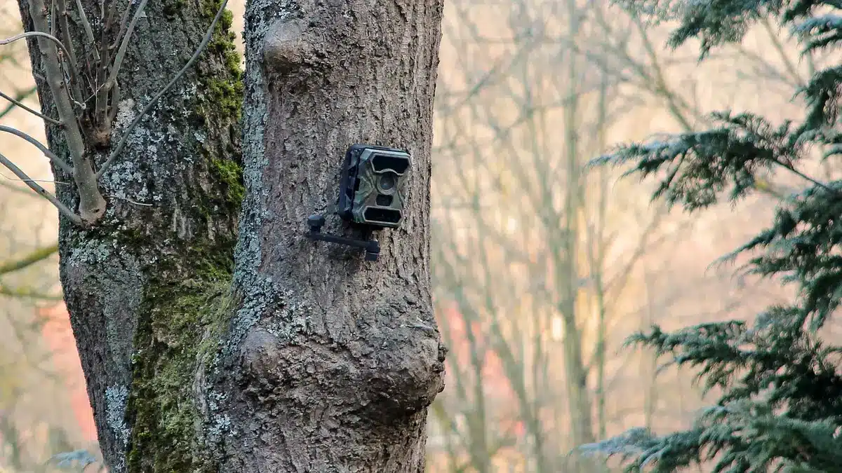 Motion-activated wildlife camera mounted on a tree or post in a natural setting