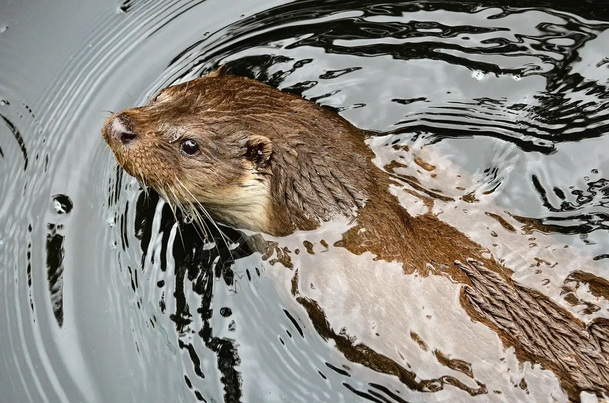 River otter swimming along a riverbank in an urban waterway