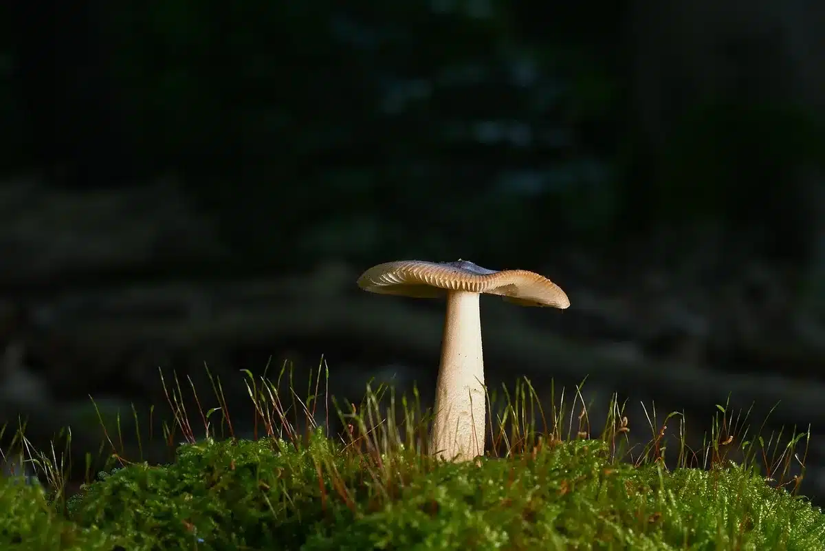 Close view of a large upright fungal stromata emerging from wood
