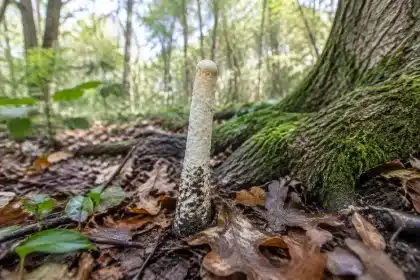 65-million-year-old giant fungus found in Chinese forests nicknamed D-rex