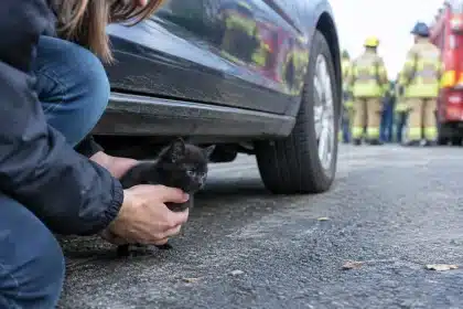 Black kitten stuck in car engine brings joy to couple on Halloween anniversary