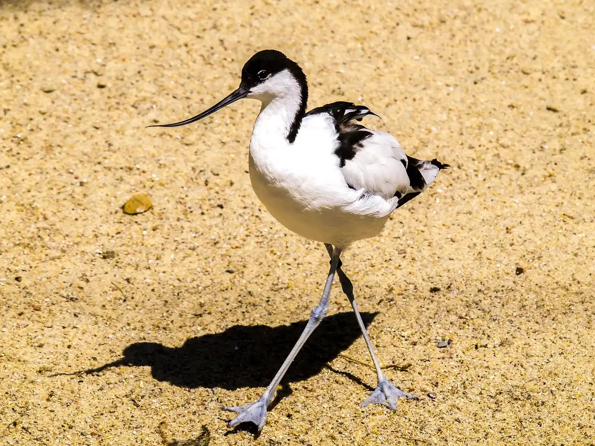Avocets and other shorebirds feeding on restored mudflats