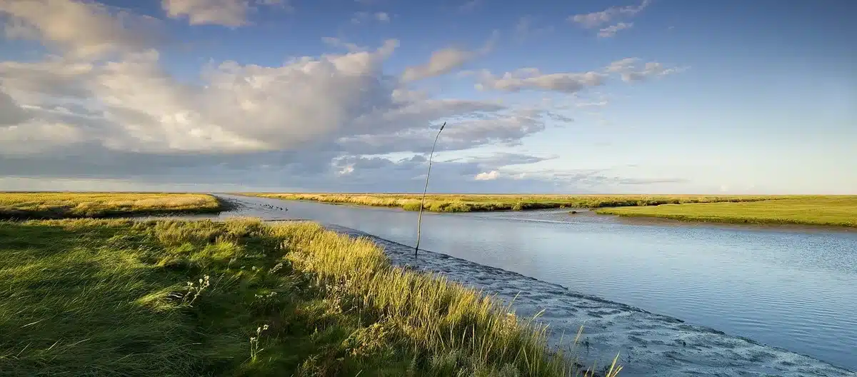 Tidal channels and saltmarsh with distant shorebird silhouettes on a windswept coast