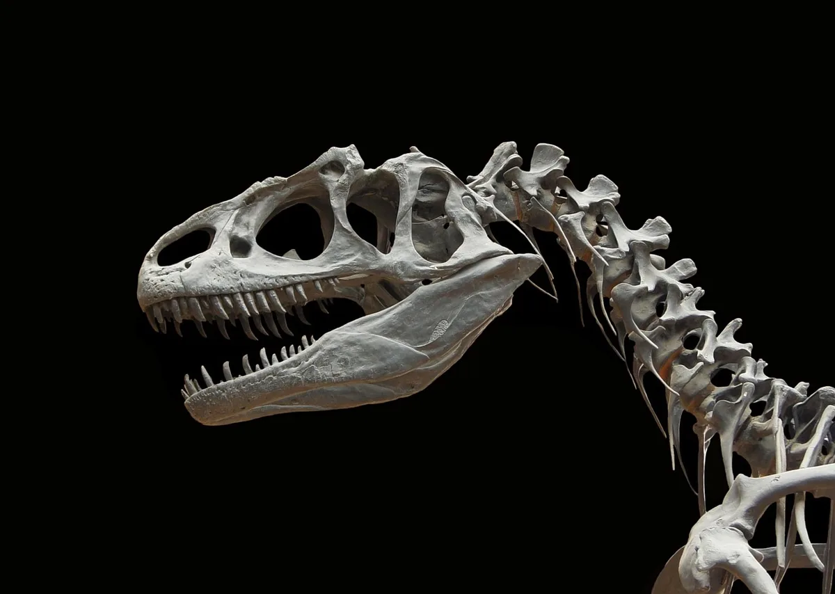 CT scan image of a fossil skull showing internal bone structures