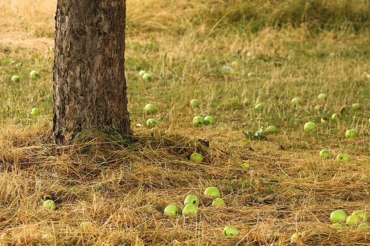 Rows of young apple trees in an experimental orchard in spring