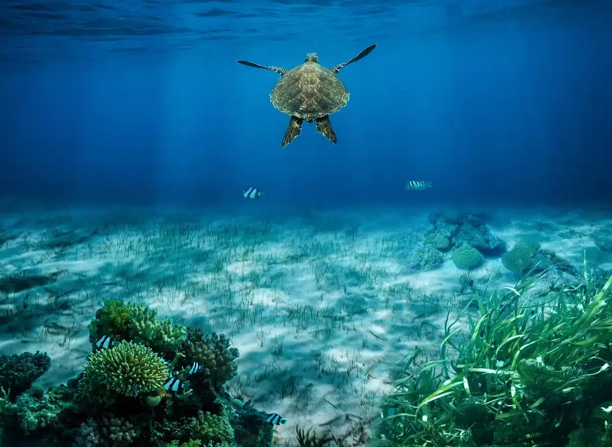 Underwater view of kelp forest and rocky reef habitat