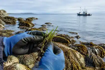 Isle of Jersey designates 21% of territorial waters as protected