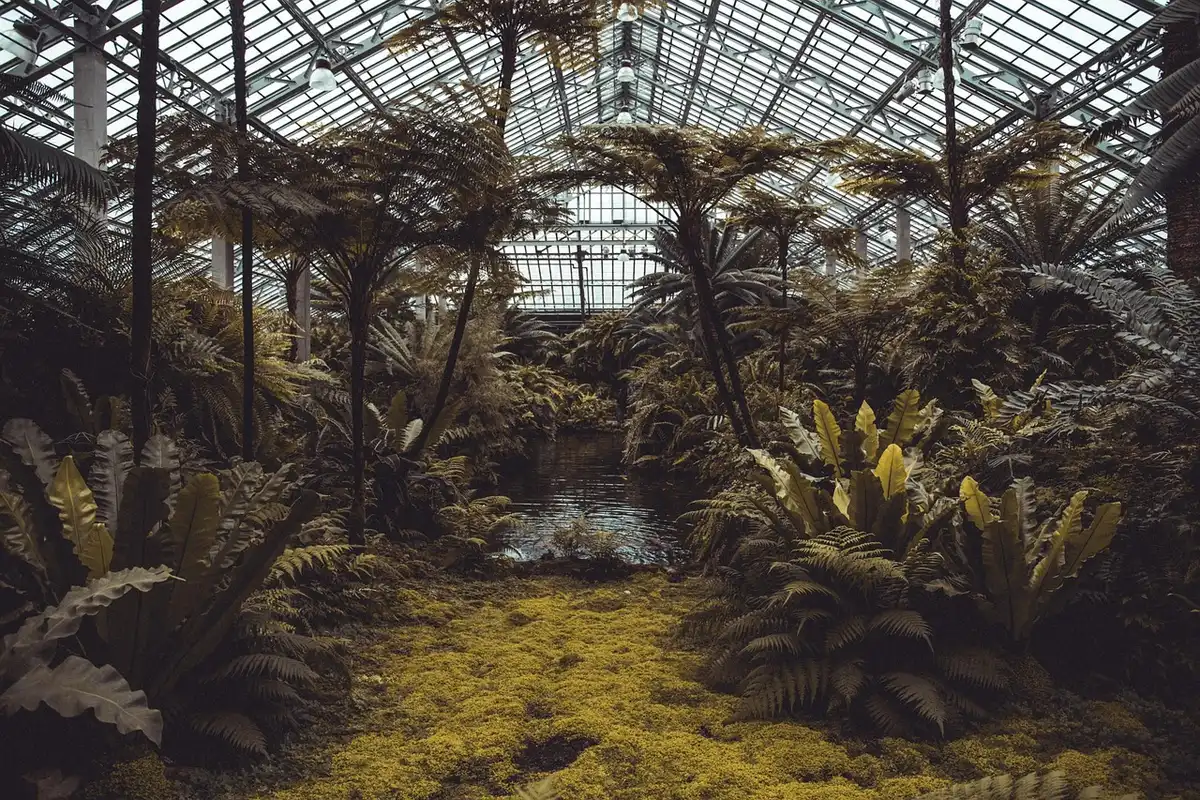Active bird nest tucked inside a bird's-nest fern in restored forest
